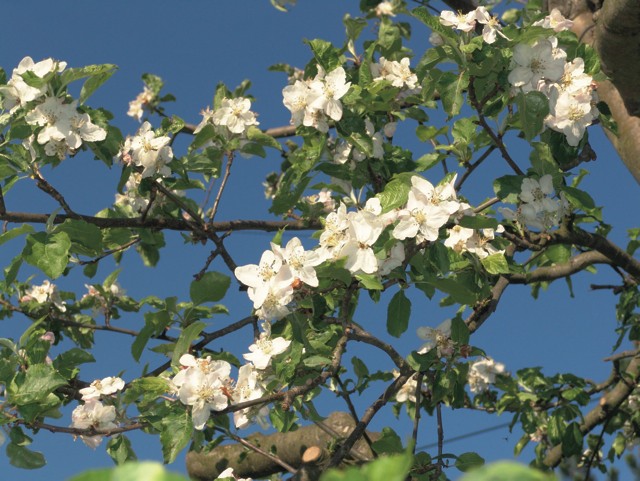 35 Blume